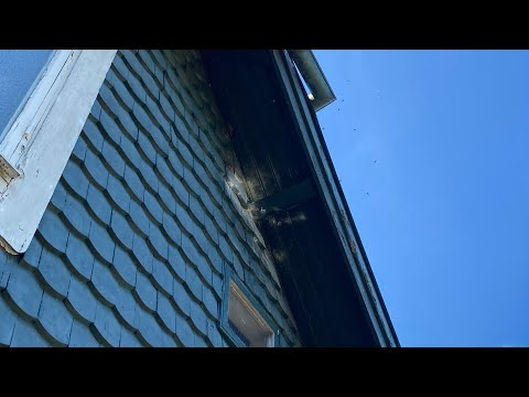 Ta bort bin /bisamhälle eller getingbo