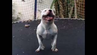 animales  el perro en el trampolín