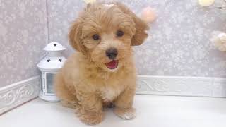 ハーフ犬の動画01