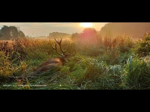 2021/ Red Stags Hunting /Poland