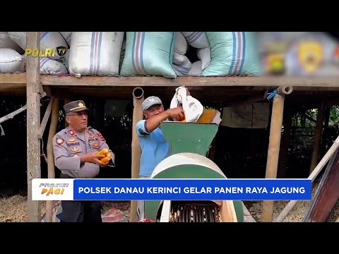 POLSEK DANAU KERINCI GELAR PANEN RAYA JAGUNG