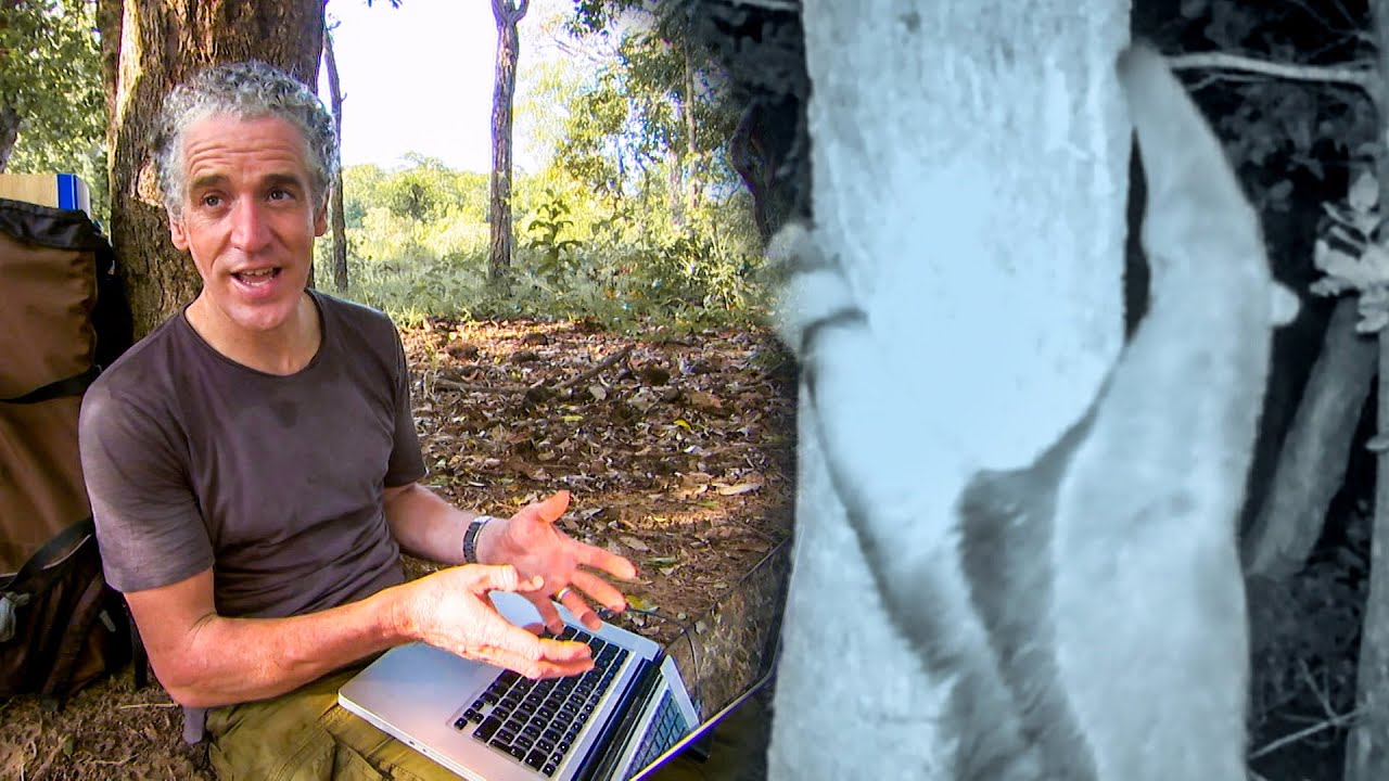 Never Before Seen Giant Anteater Behaviour | The Dark:  Nature's Nighttime World | BBC Earth