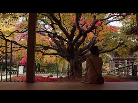 雷山千如寺大悲王院　～糸島10秒動画～