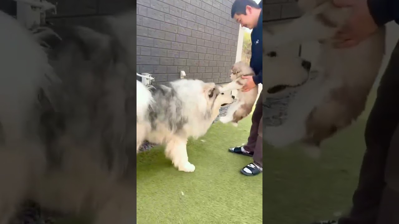 時松 宏樹ブリーダーの犬舎動画