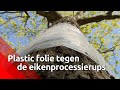 Folie in de strijd tegen de eikenprocessierups