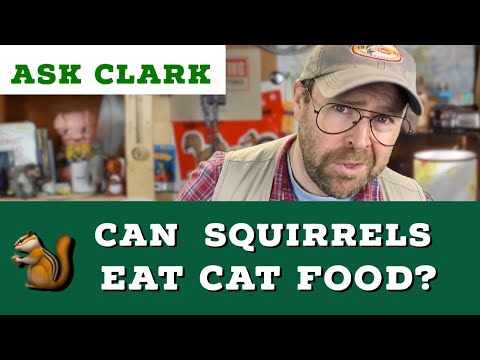 Can squirrels eat cat food?