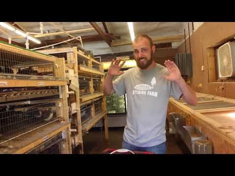 Daily routine of coturnix quail at myshire farm