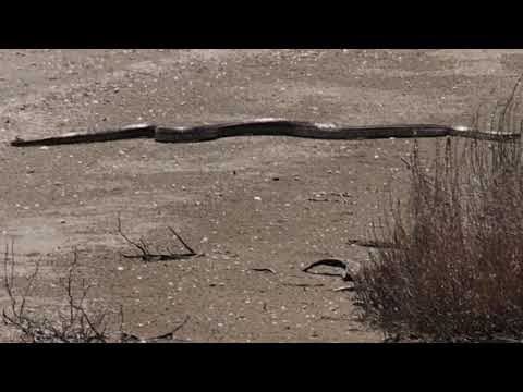 Bolla me 4 vija! Divjake, Maj 2021.