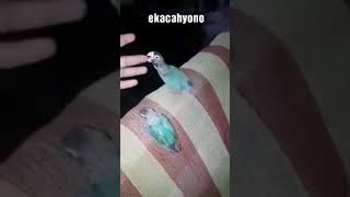 Download lagu Burung love bird cumbu pintar lagi mp3