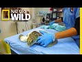 Sea Turtles Get Life Saving Surgery At Florida Hospital Nat Geo Wild