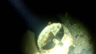 preview picture of video 'Night diving at Mike's Beach Resort. Hoodsport, WA'