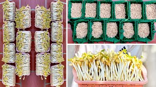 Download lagu First Time Making Bean Sprouts From Peanuts And The End Is Unexpected mp3