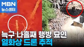감쪽같이 사라진 '늑구'…열화상 드론 추적 계속 [MBN 뉴스센터]
