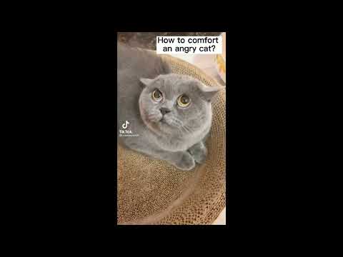 Funny Cats #1