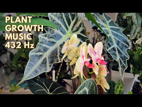 Plant Growth Music: 432 Hz Frequency for Healthy and Happy Plants