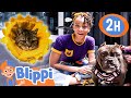 Meekah Visits An Animal Shelter Blippi Preschool Learning Moonbug Tiny TV