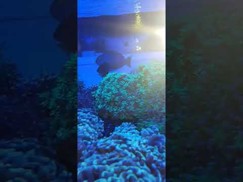 TROPICAL FISH BLUE TANK THE KNOTMAN