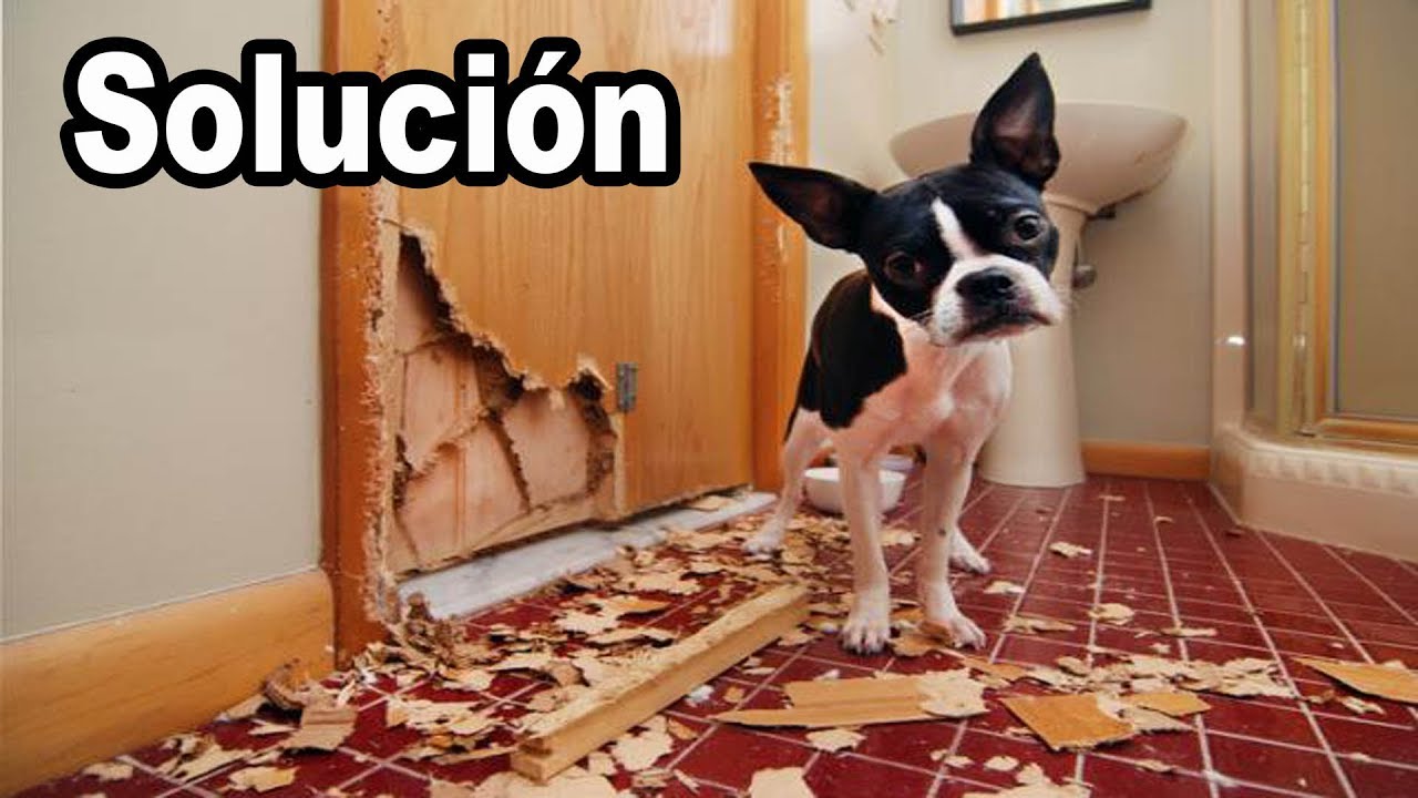 Como evitar que mi perro muerda los muebles y las paredes