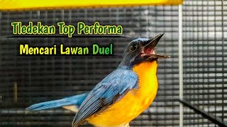 Download lagu Tledekan Gunung TOP Performa || Mencari Lawan Duel mp3 Download lagu Tledekan Gunung TOP Performa || Mencari Lawan Duel mp3