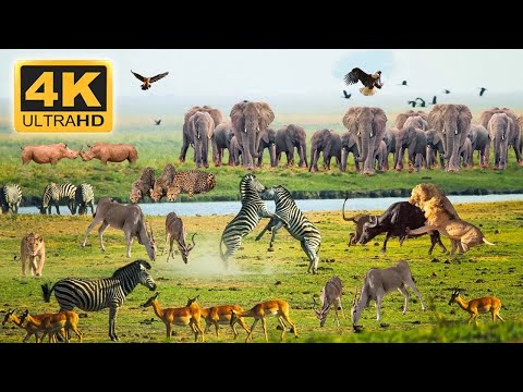 4K Wildlife of Okavango Delta Area, Botswana, Africa - Scenic Wildlife Film With African Music