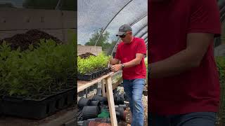 Making money growing small plants!!