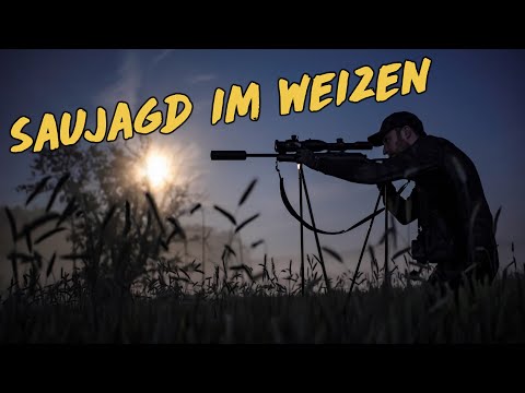Saujagd im Weizen am Peenestrom