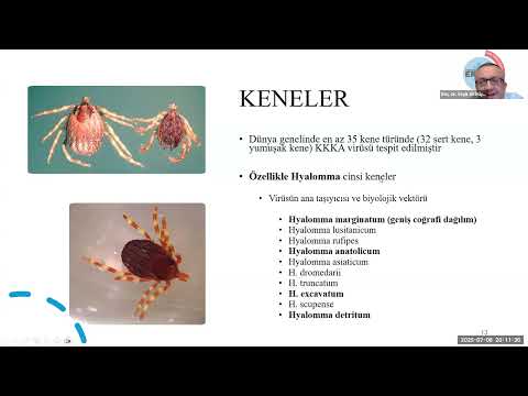 Ülkemizde Kene–İnsan Etkileşimi Nedeniyle Sık Görülen Enfeksiyonlar KKKA, Lyme ve Riketsiyozlar Webi