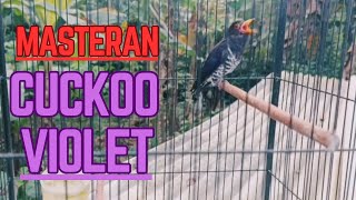 Download lagu Cuckoo violet gacor / kadasih ungu cocok untuk masteran mp3 Download lagu Cuckoo violet gacor / kadasih ungu cocok untuk masteran mp3