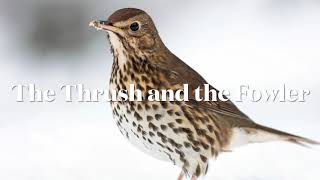 Aesop’s Fables The Thrush and the Fowler