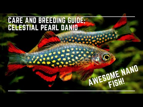 Celestial Pearl Danio Breeding and Care Guide - Galaxy Rasbora - Awesome Nano Fish