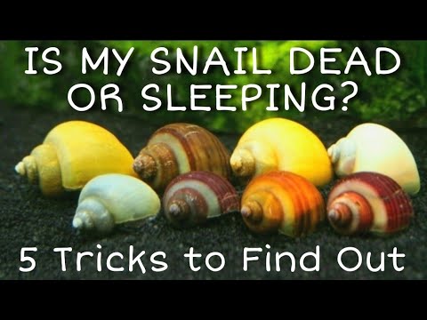 Is My Snail Dead, Alive or Resting? Mystery Snails, Nerites, Ramshorn Snails + More. Care & FAQs.