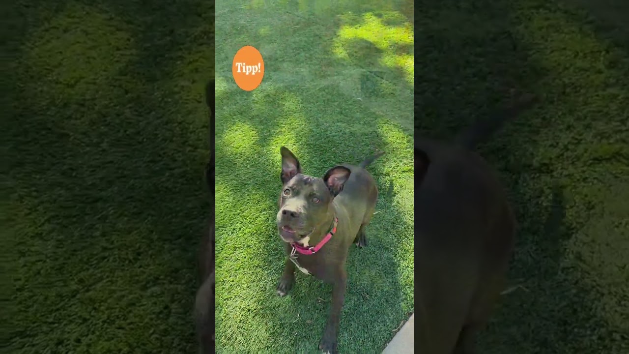 Enlarge Tippy, a Adoptable mixed breed in Citrus Heights, CA video 2/6