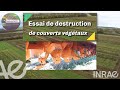 🌿Fraise FALC pour destruction de couverts🌿tillage-based cover crop termination