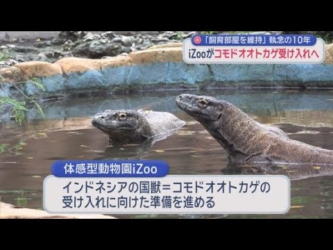 YouTube Video 世界最大のトカゲ・コモドオオトカゲ受け入れへ…iZoo白輪園長らが知事に報告　知事「国内初の繁殖に貢献して」　静岡