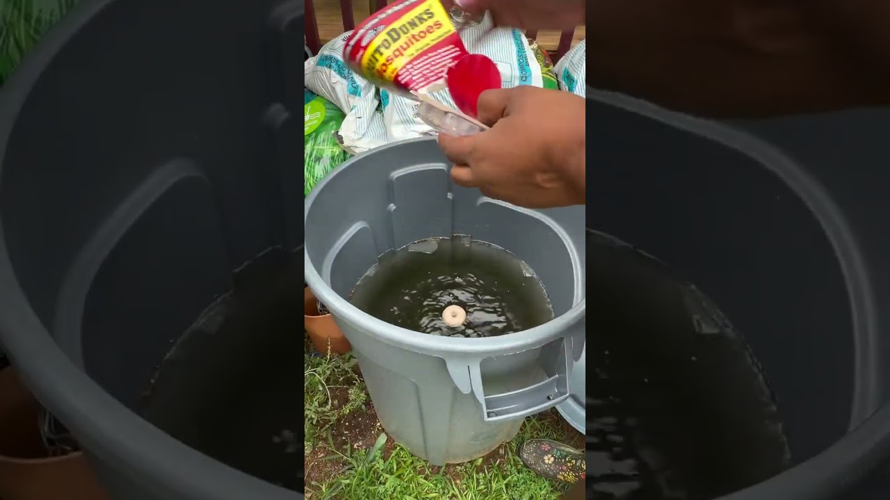YouTube Video: Before your next Rainstorm, Do THIS for your garden