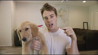 I WASN'T READY FOR A DOG.