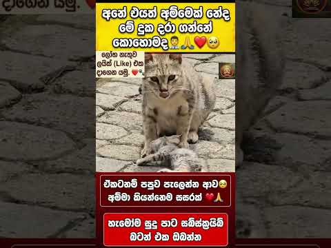සංවේදී🥹අය නම් ඉවර වෙනකල් බලන්න එපා#cat  #shorts #viral #feed #trending #reels #love #pets