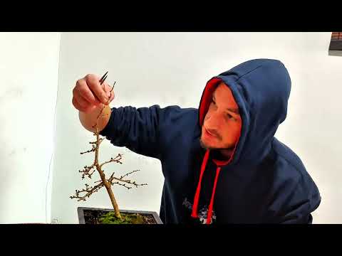 Repotting my one and only Larch bonsai , February 2025