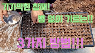 기가막힌 참깨!! 병 없이 기르는 3가지 방법 대공개!! 농사의 여신표 참깨농사 잘 짓는 법!