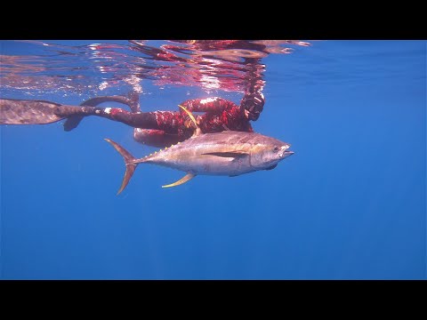 Wettie TV | TUNA Madness | SPEARFISHING YELLOWFIN Tuna in New Zealand!!
