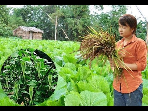 Survival Skills: How to Grow a organic vegetable garden - Part1