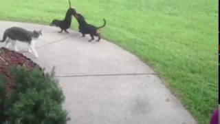 Dog helps brother do a handstand