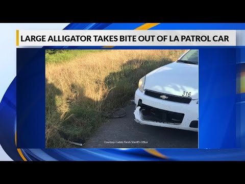 Large alligator takes bite out of LA patrol car