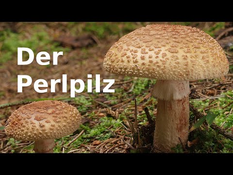 Pilzportrait - Der Perlpilz