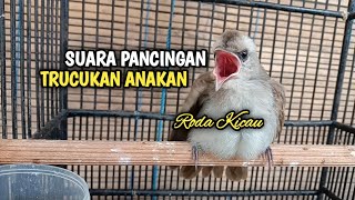 Download lagu Suara Anakan Trucukan Buat Pancingan Burung Trucukan Jantan mp3