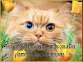 REMEDIO PAL CORAZON.wmv 