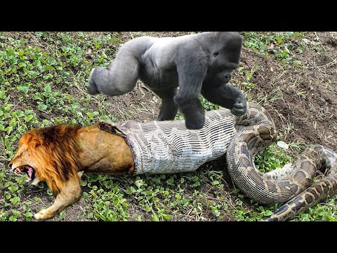 Lion Mistakes When Challenged Python – Gorilla Save Deer From Anaconda Hunting, Buffalo vs Wild Dogs