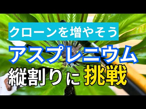 フィットニア 鉢植えのメンテナンスの問題 昆虫 ハエ コナカイガラムシ アブラムシ