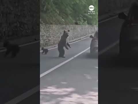 Bear attack caught on camera in Romania