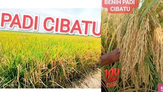 Download lagu PADI UNGGGUL CIHERANG CIBATU.. mp3 Download lagu PADI UNGGGUL CIHERANG CIBATU.. mp3